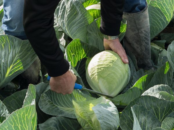 Kupusi za skladištenje (kasni kupusi)