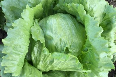 Bejo Zaden, Salata, seme salate