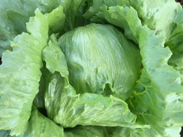 Bejo Zaden, Salata, seme salate