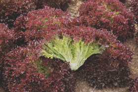 Seme salate, Salata, Bejo Zaden