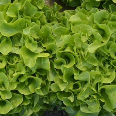 Bejo Zaden, Salata, Seme salate
