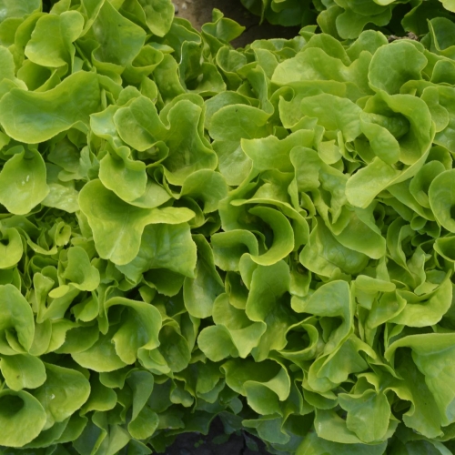 Bejo Zaden, Salata, Seme salate
