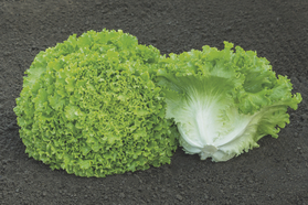 Seme salate, salata, Bejo Zaden
